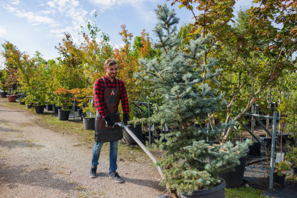 Best Tree Clearing Services  in Clinton, UT